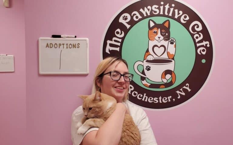 The Pawsitive Cat Cafe on Kiva